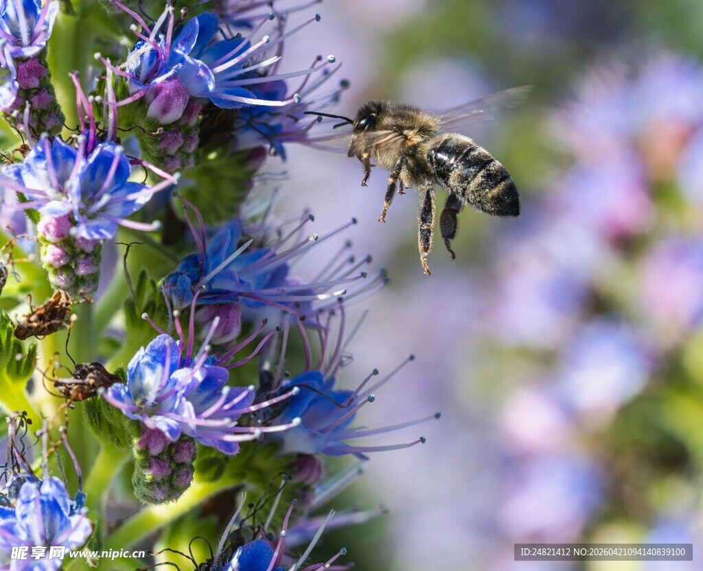 蜜蜂花间采蜜瞬间