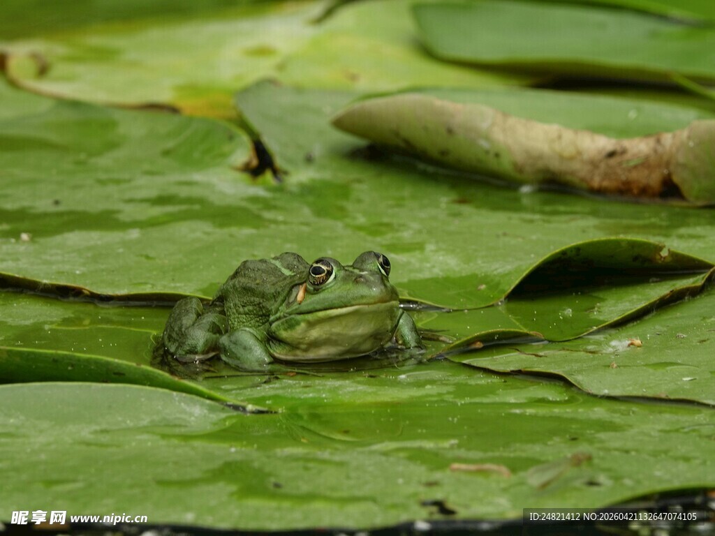 荷叶上的青蛙