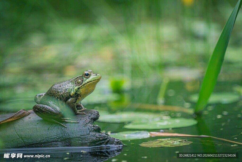 荷叶上的青蛙