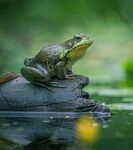 静栖木上的翠绿青蛙