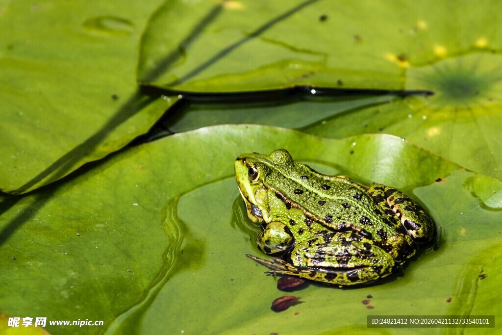 荷叶上的青蛙