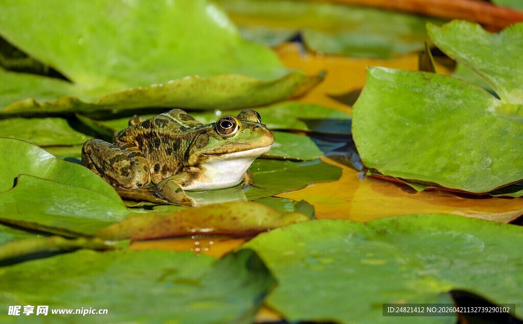荷叶间的青蛙