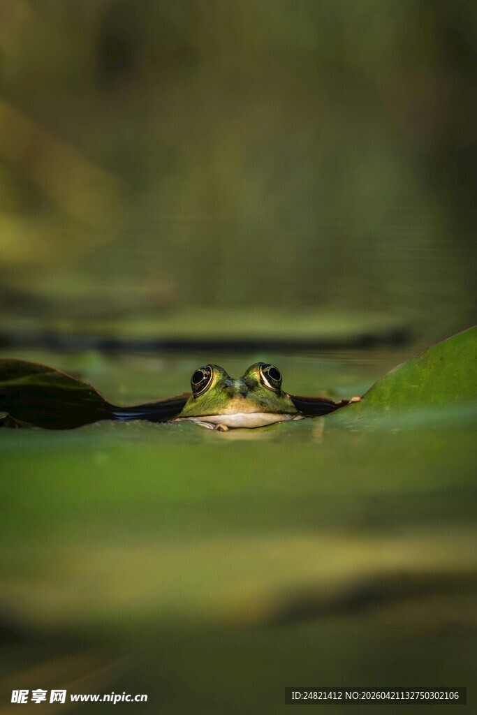 荷叶间探头的青蛙