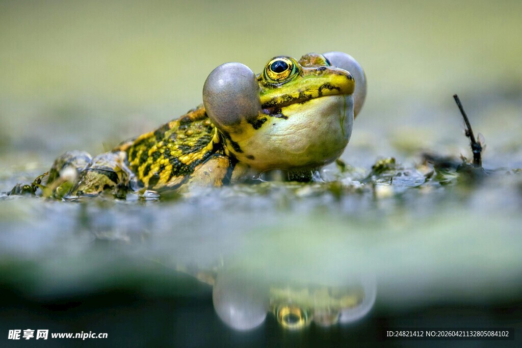 鼓腮鸣叫的青蛙