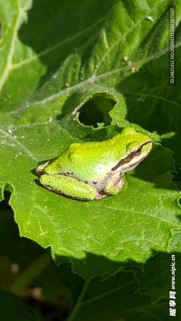 绿叶上的翠绿青蛙