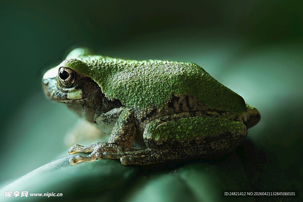 绿色青蛙特写