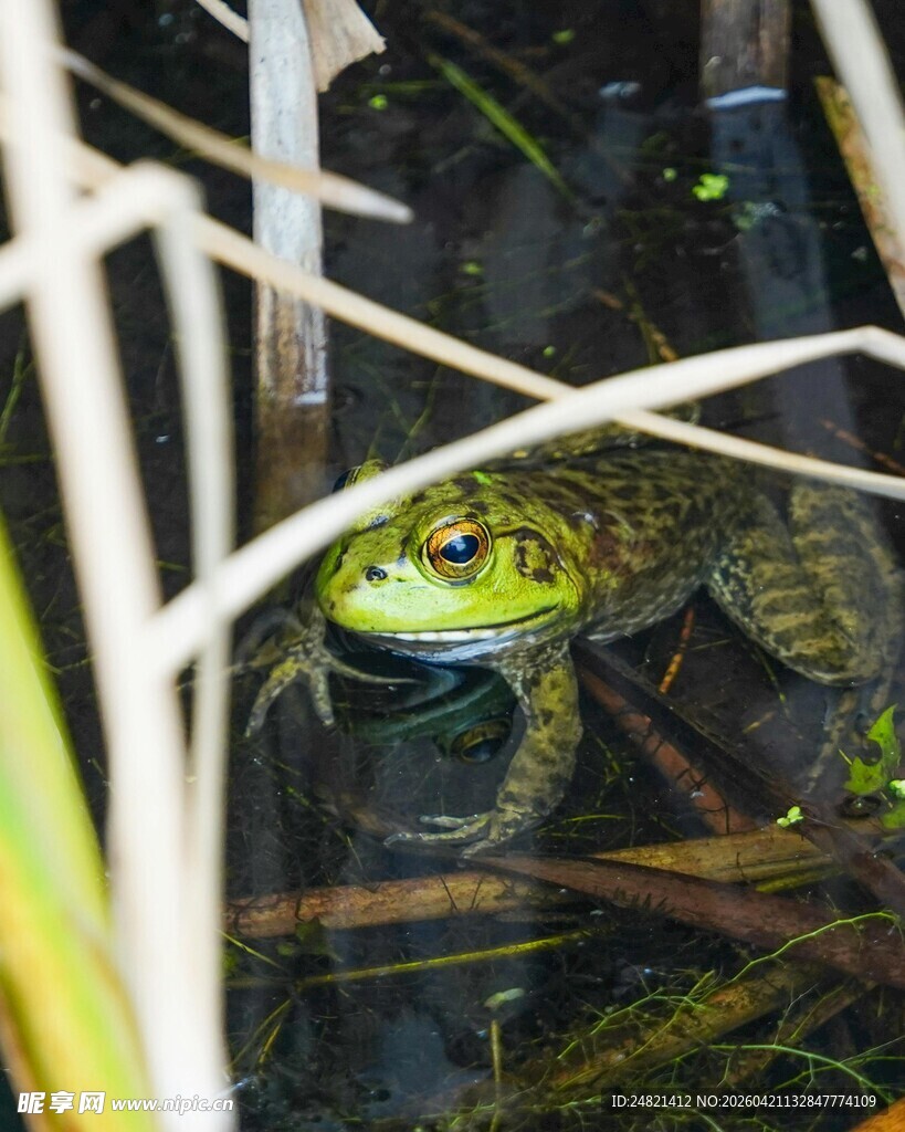 草丛中的绿色青蛙