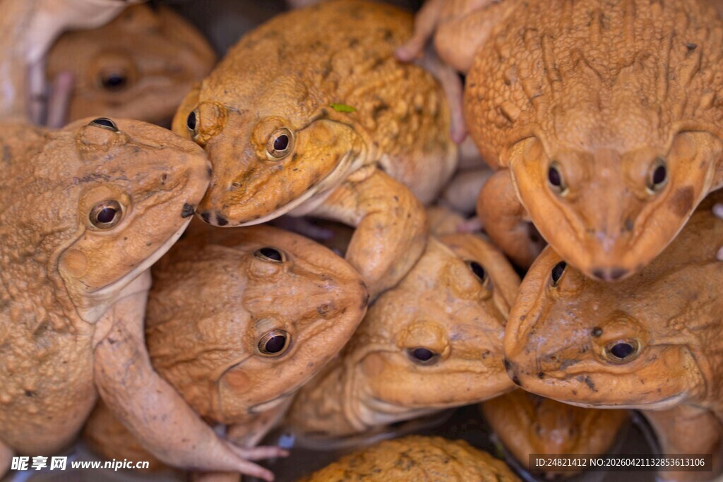 一群蟾蜍聚集