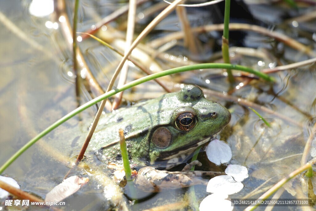 草丛中的青蛙