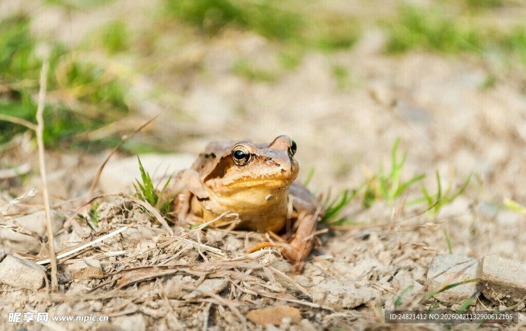 沙地上的一只青蛙