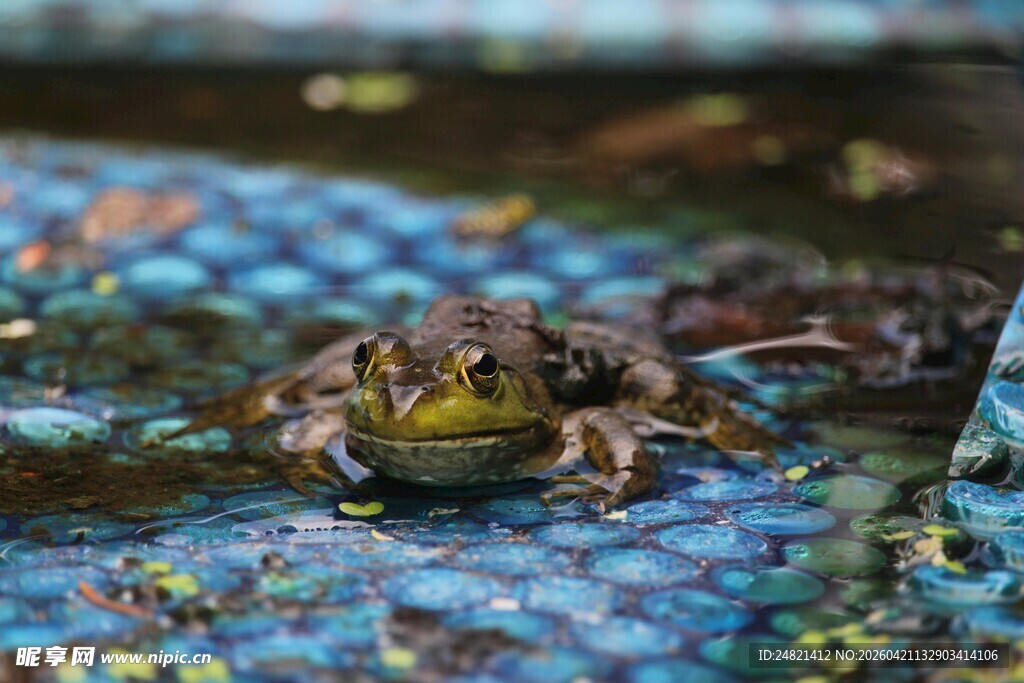 水中青蛙特写