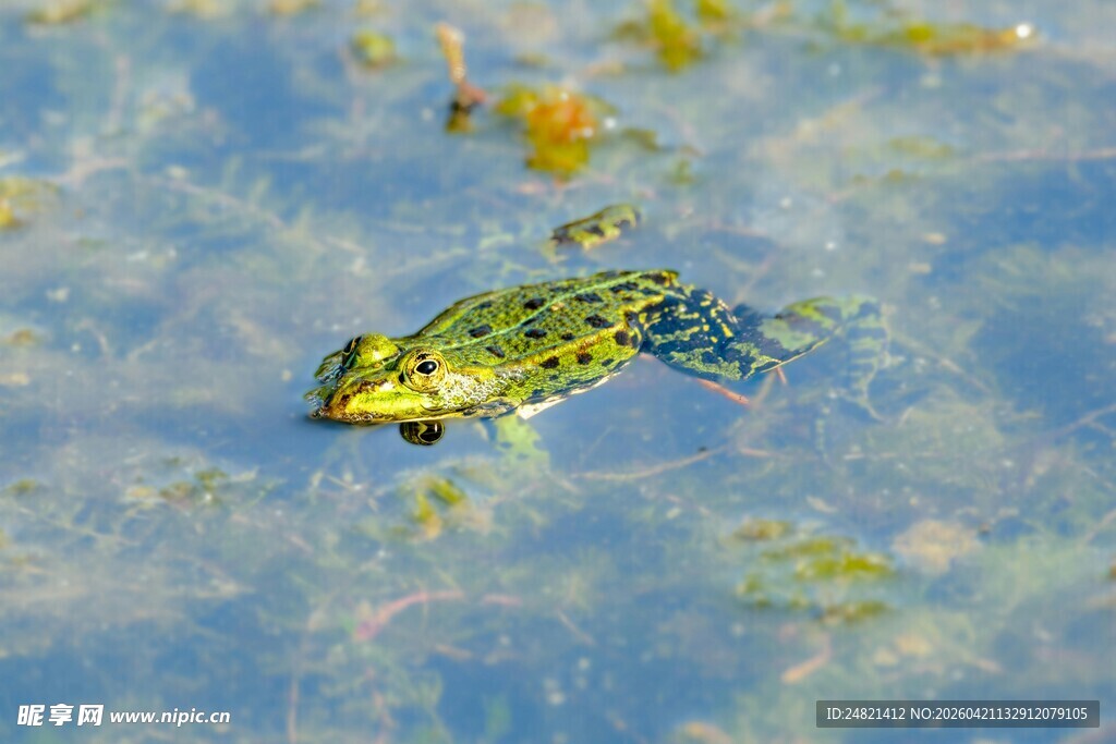 水中的绿色青蛙