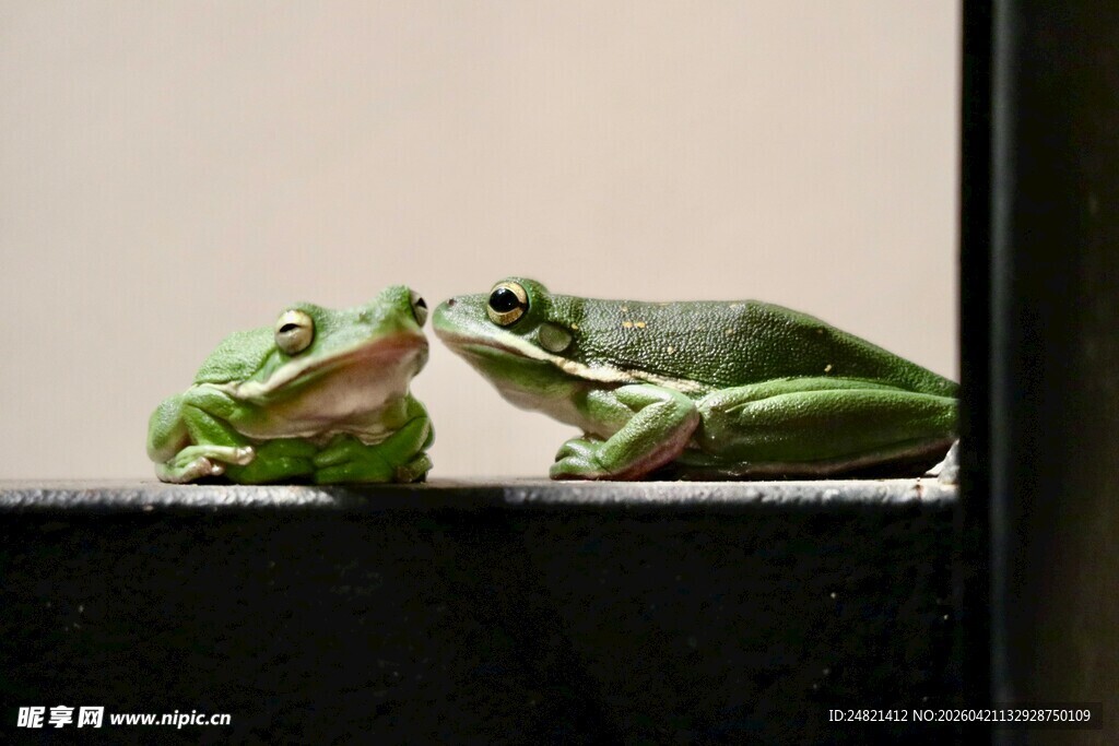 两只青蛙亲昵依偎