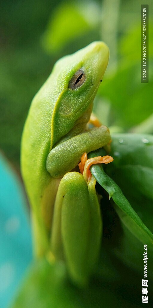 绿叶上的翠绿青蛙