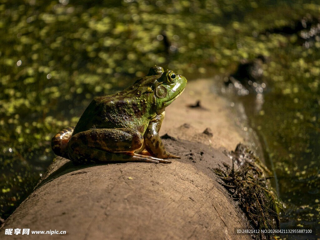 木头上的青蛙