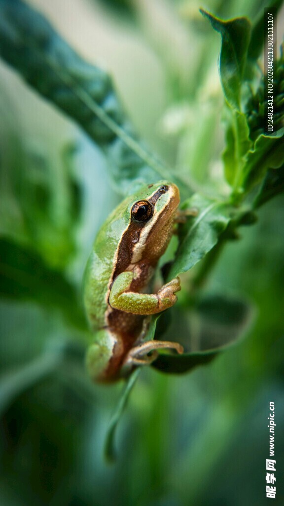 绿叶上的多彩青蛙