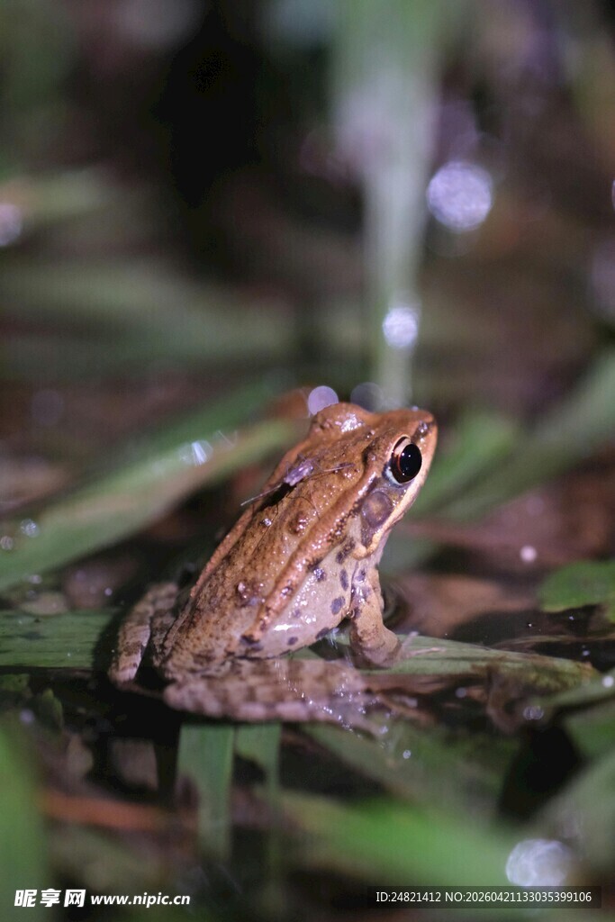 水边栖息的棕色青蛙