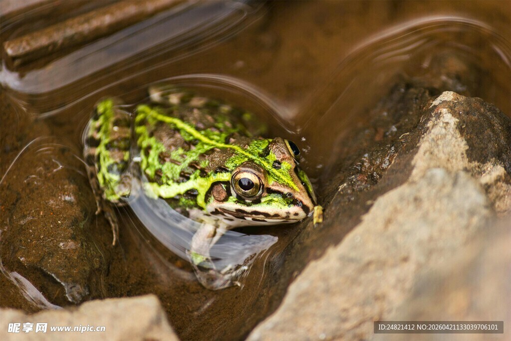 水中的绿斑青蛙