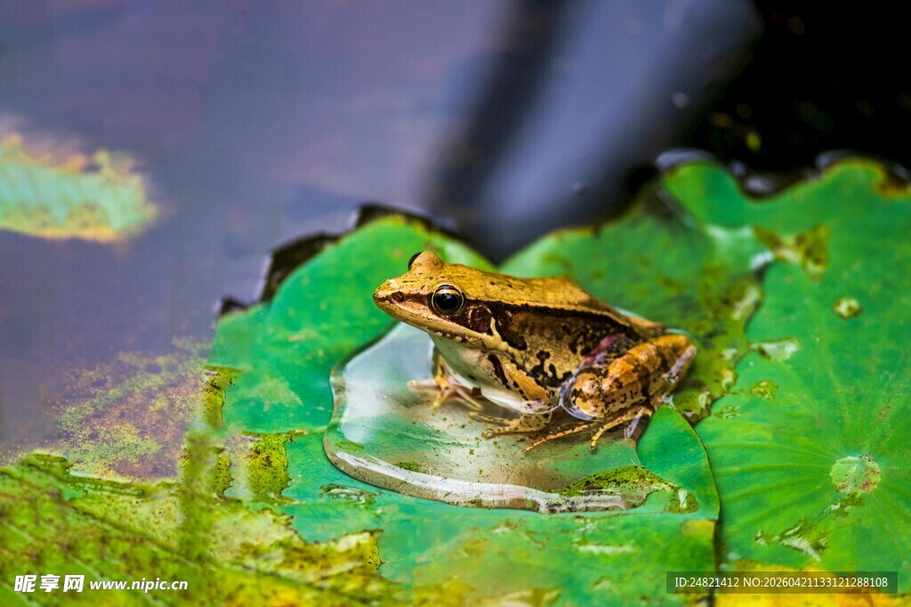 荷叶上的青蛙