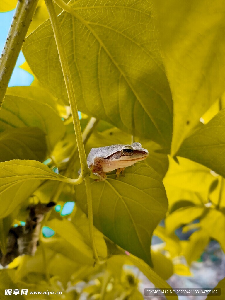 绿叶间的隐匿青蛙