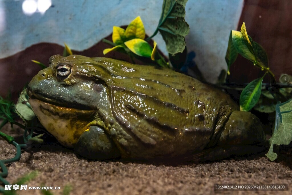 趴在花丛中的大蟾蜍
