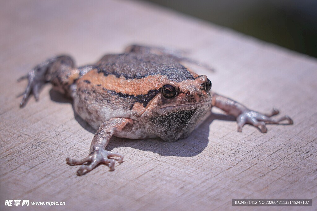 趴在木板上的多彩青蛙