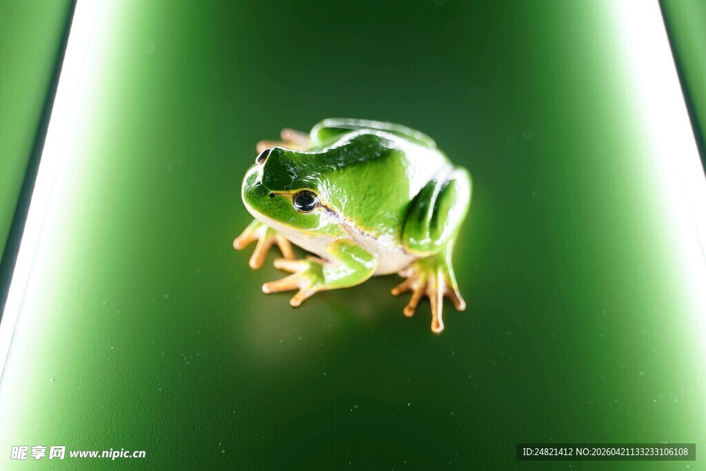 绿色青蛙于绿光背景中