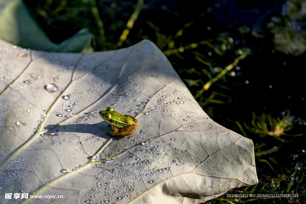 绿叶上的小甲虫