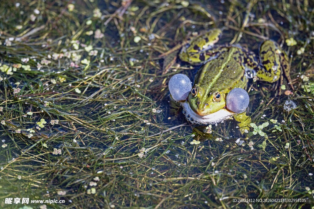 池塘中的绿色青蛙