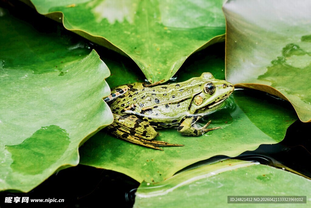 荷叶上的斑点青蛙