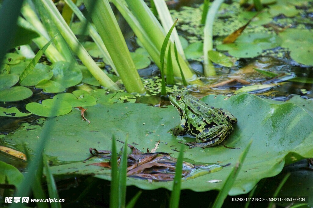 荷叶上的青蛙