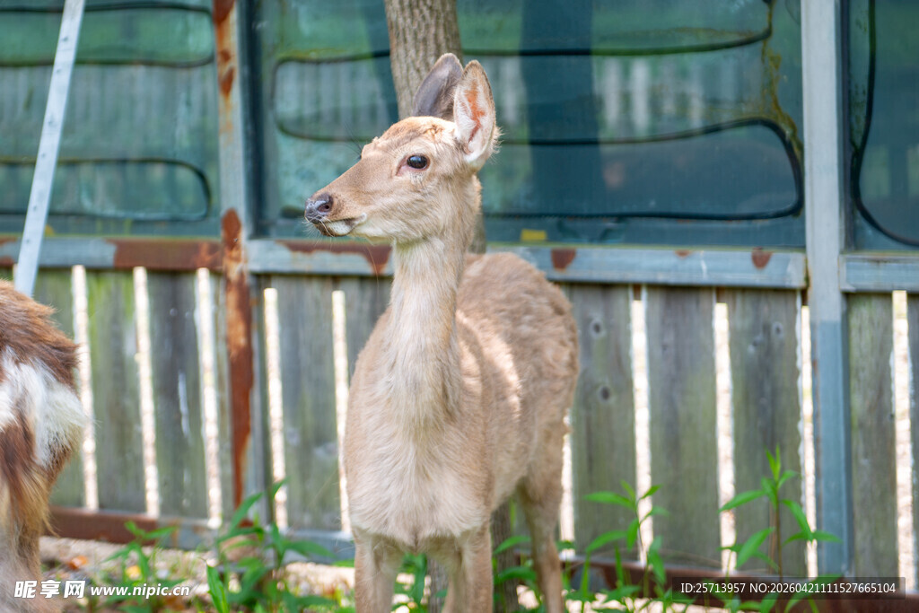 围栏边的小鹿