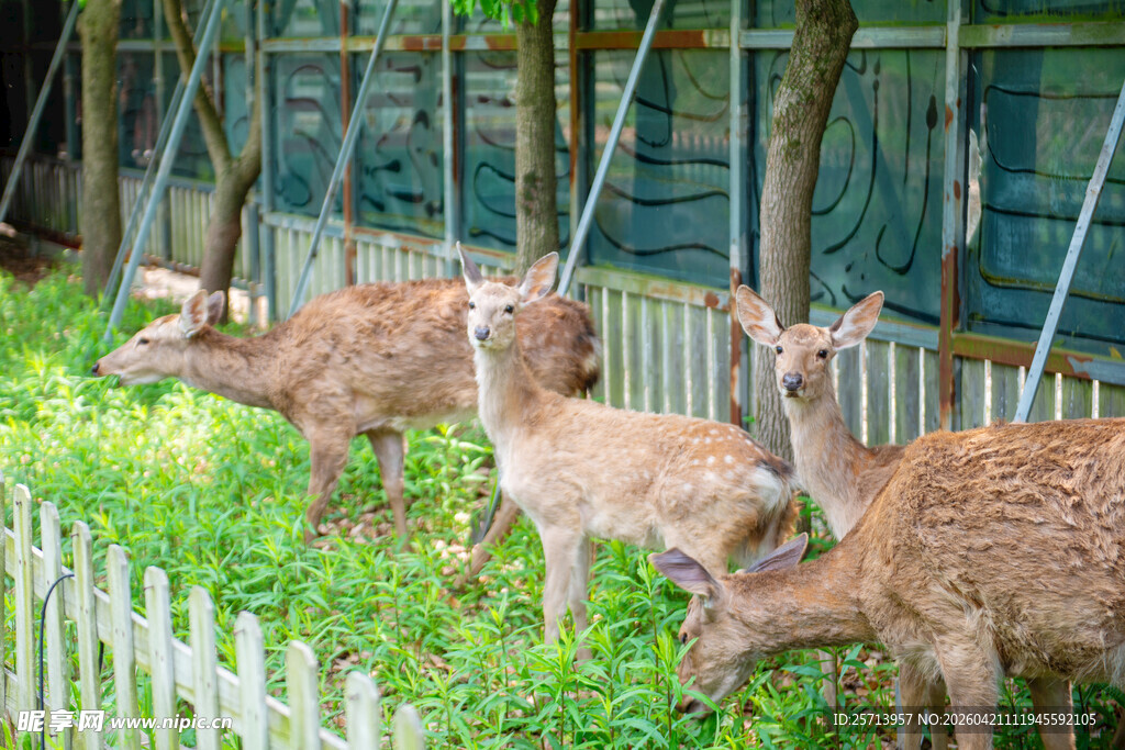 围栏边的几只小鹿