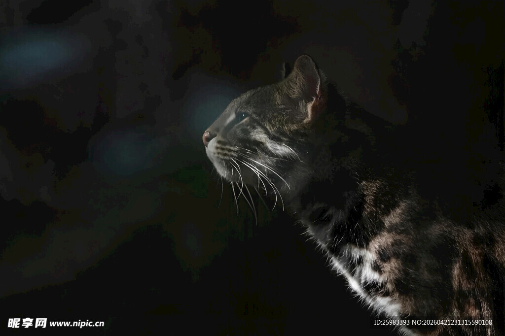 豹猫