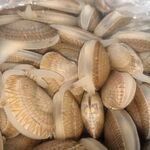 一堆鲜活的花甲