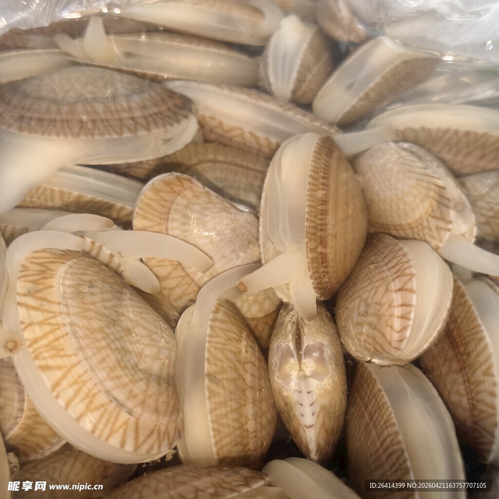一堆鲜活的花甲