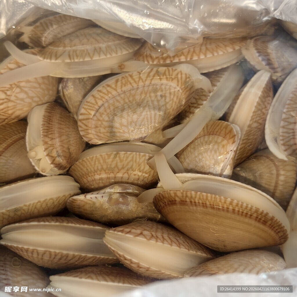 新鲜花甲特写