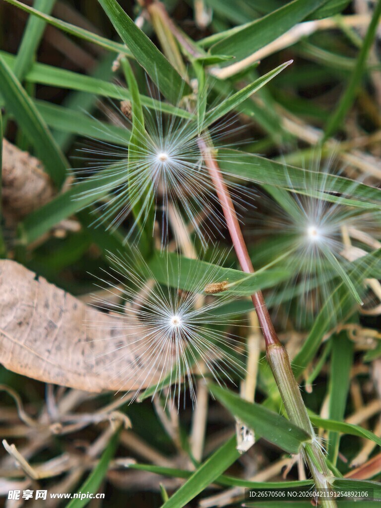 草丛中的蒲公英种子