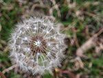 蒲公英特写