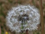 蓬松蒲公英特写