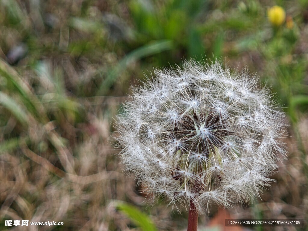 蓬松蒲公英特写