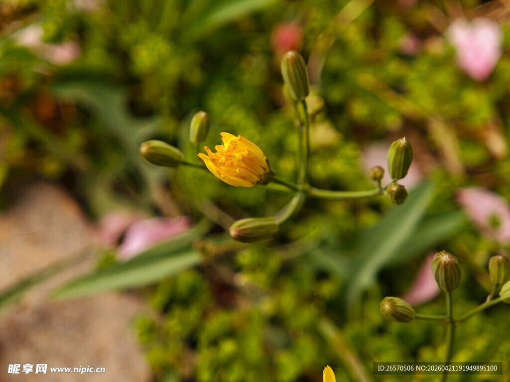 黄色小花绽放于绿植间