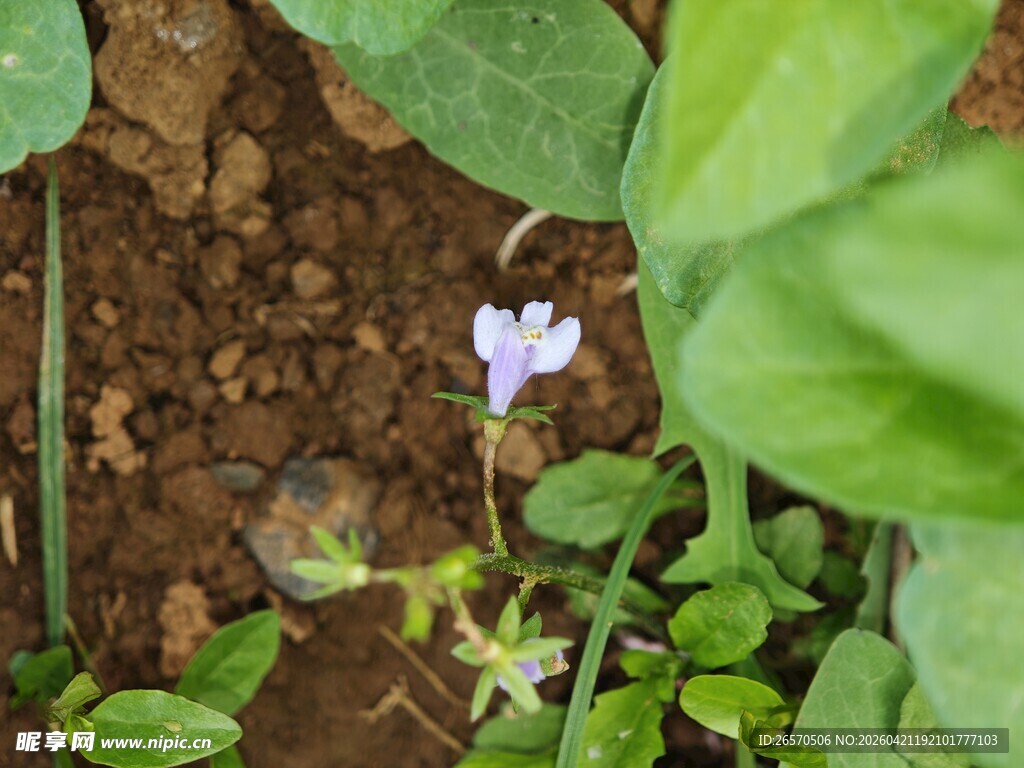 泥土中的紫色小花