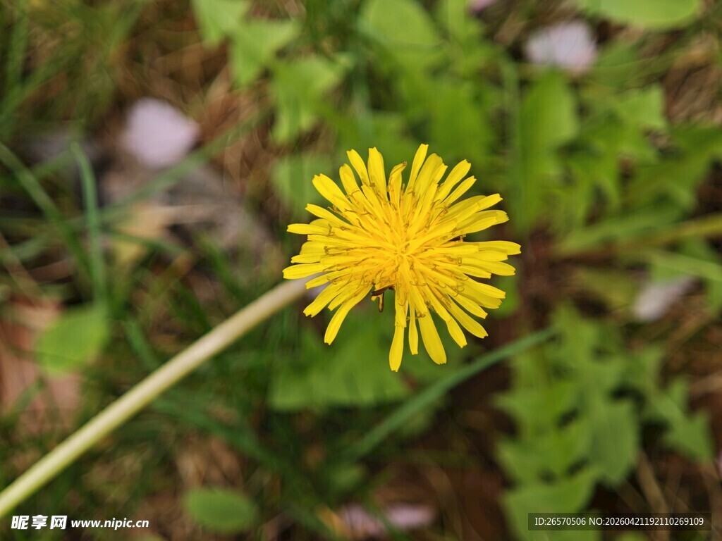 黄色蒲公英特写