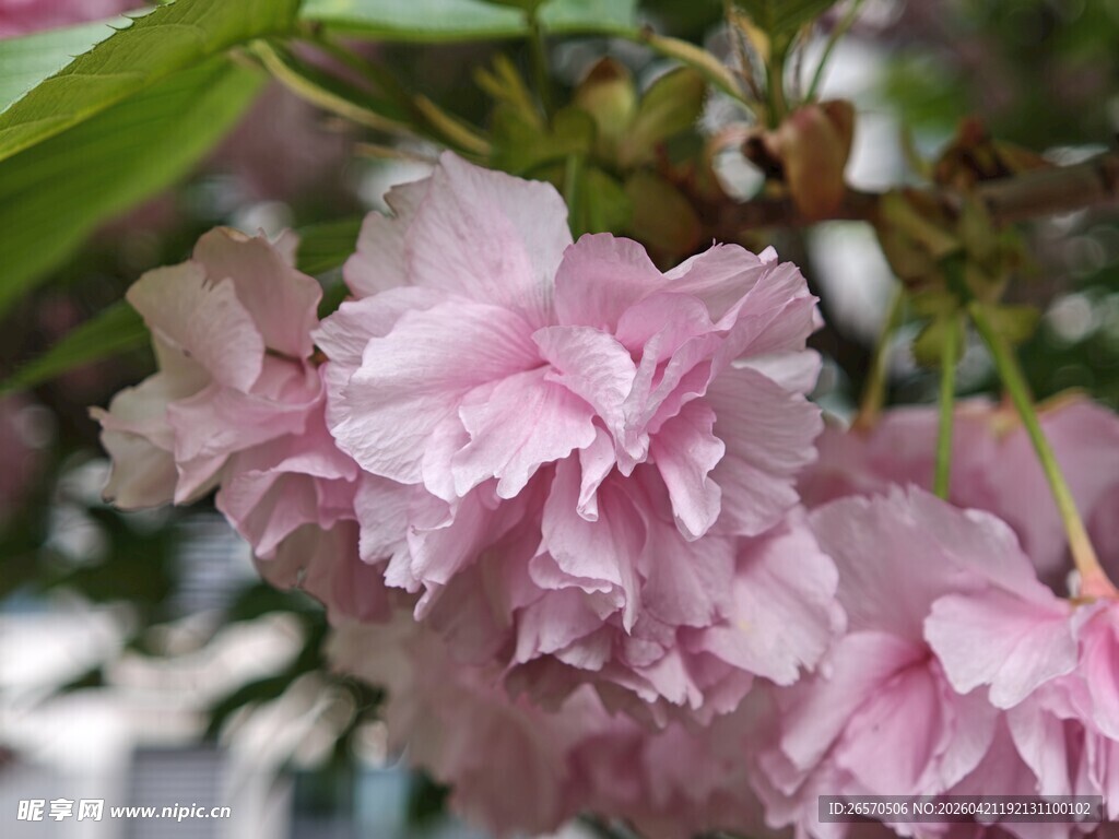 娇艳粉色花卉绽放