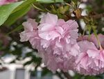 粉嫩樱花绽放枝头