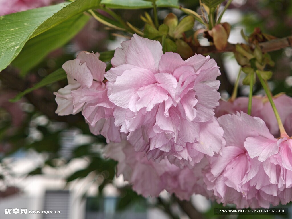 粉嫩樱花绽放枝头