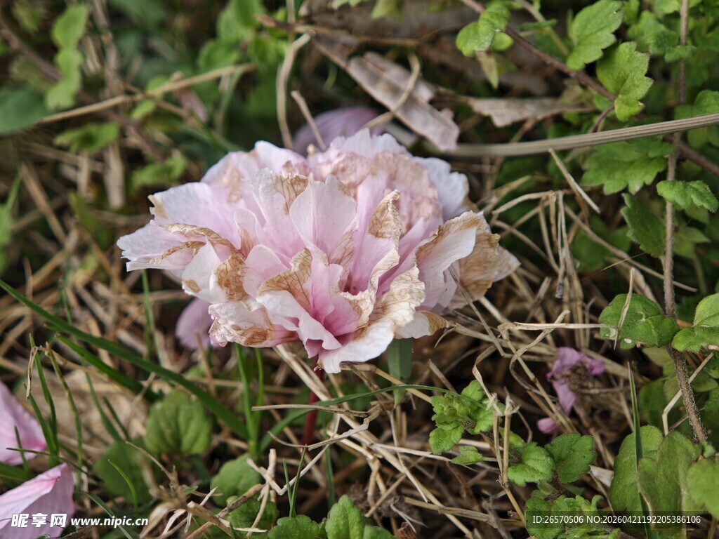 草丛中的枯萎粉色花朵