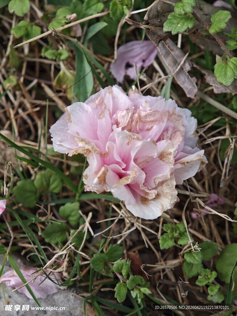 枯萎的粉色花朵