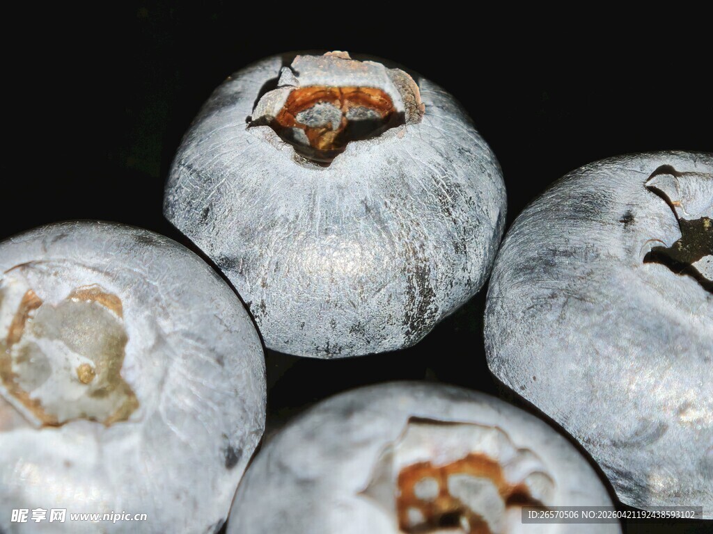 新鲜蓝莓近景特写